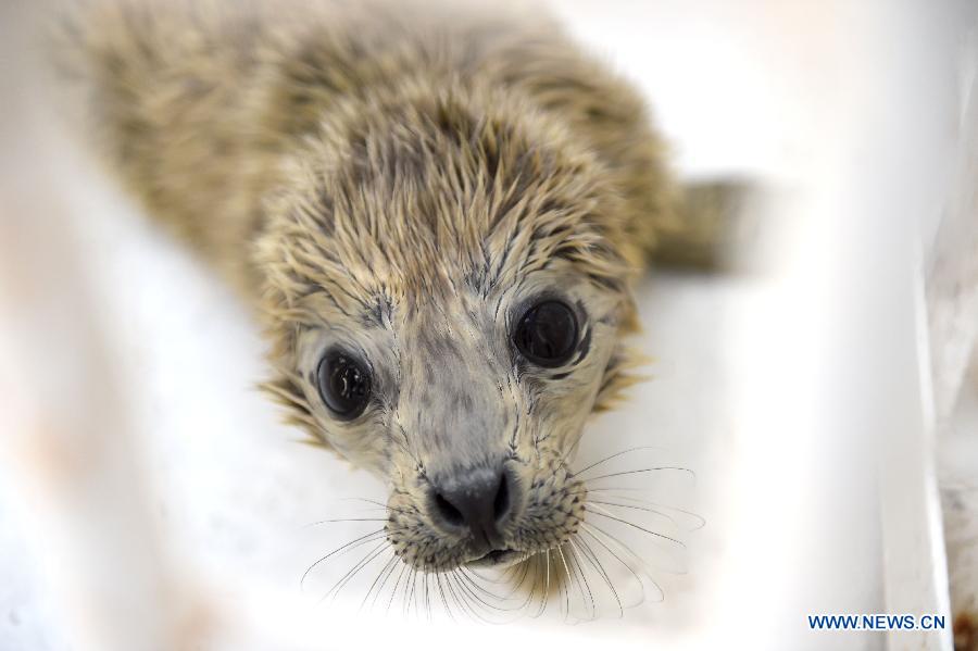 A newly-born harbor seal calf is seen at Sunasia Ocean World in Dalian, northeast China's Liaoning Province, March 5, 2015. A harbor seal gave birth to twins on Wednesday morning, weighing 8.8 and 8.2 kilograms respectively. The elder calf was left to its mother and the younger one had to be sent to feeders for artificial breeding. (Xinhua/Pan Yulong) 