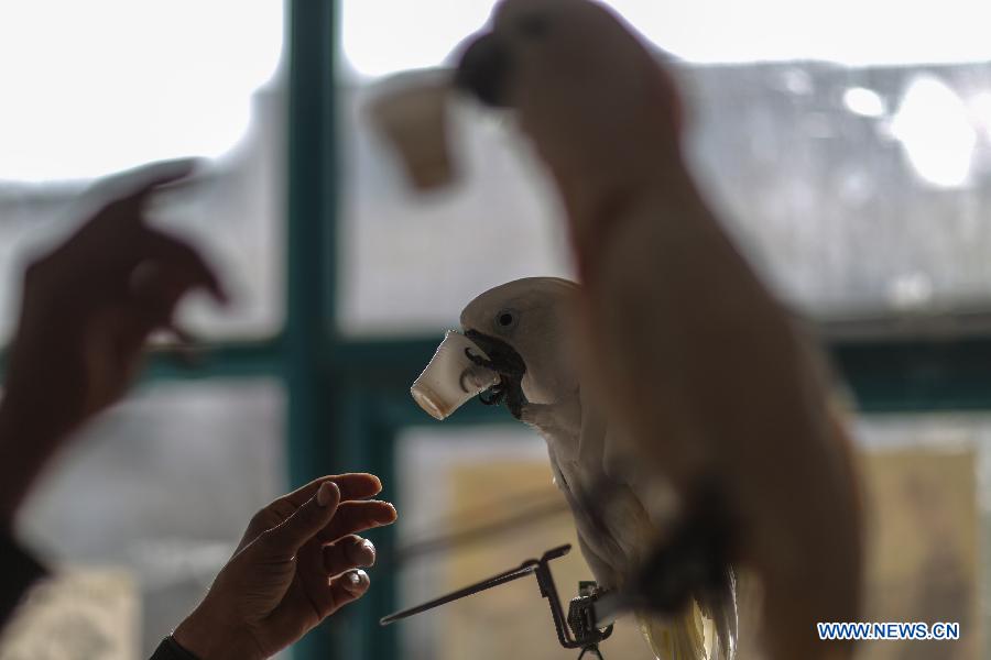 MIDEAST-GAZA-PARROT-COFFEE