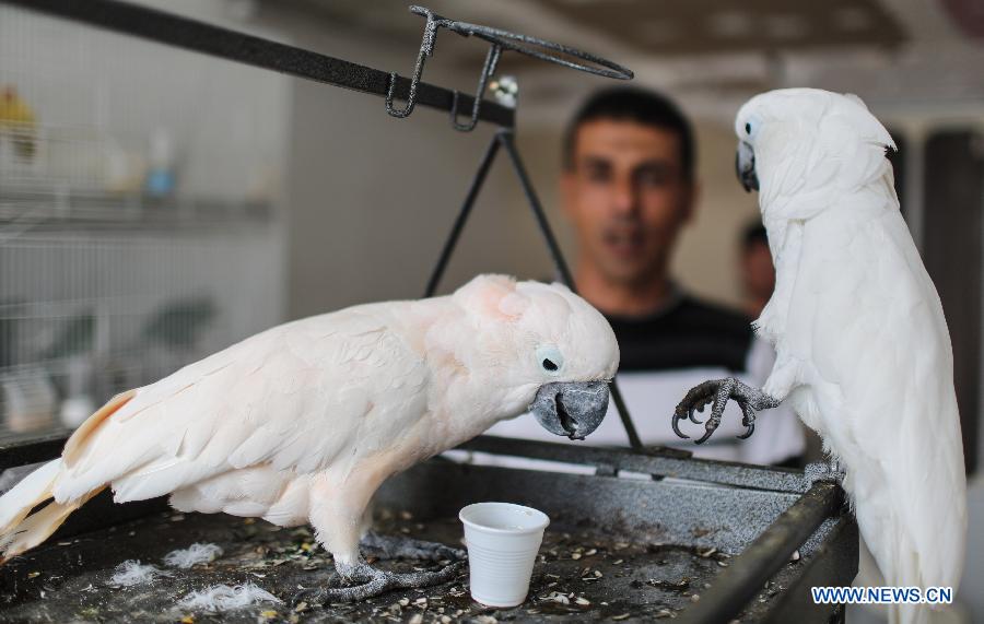 MIDEAST-GAZA-PARROT-COFFEE