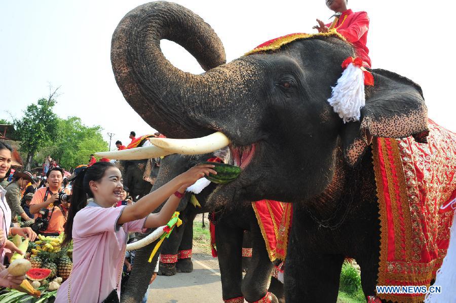 Students feed elephants with various kinds of fruits and vegetables during an elephant buffet on National Elephant Day in the ancient historical city of Ayutthaya, Thailand, March 13, 2015. 