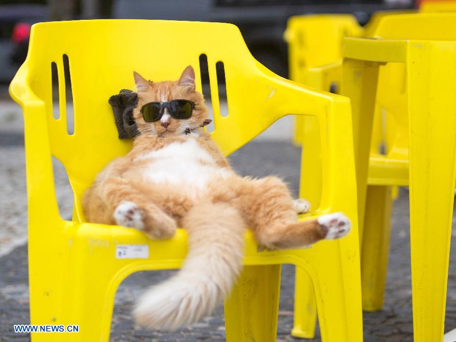 A cat with sunglasses enjoys the sunshine in a chair near the Sao Conrado beach in Rio de Janeiro, Brazil, March 14, 2015.