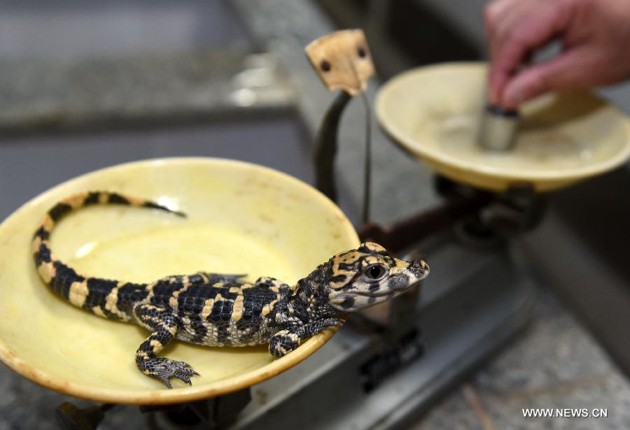 A feeder transfers a Chinese alligator at a national reserve in Xuancheng, east China's Anhui Province, March 19, 2015. 