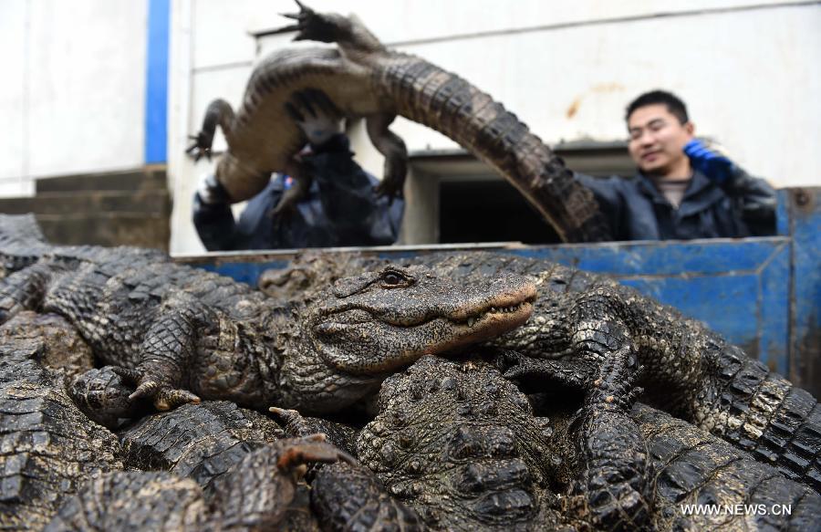 A feeder transfers a Chinese alligator at a national reserve in Xuancheng, east China's Anhui Province, March 19, 2015. 