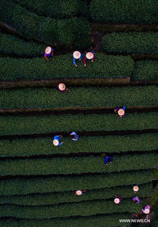 The newly-picked West Lake Longjing tea is expected to be on the market at the end of this month.