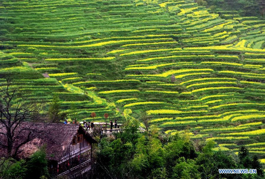 Cole flower fields are seen in Wuyuan County, east China's Jiangxi Province, March 31, 2015. The cole flower fields make Wuyuan the reputation of the most beautiful village in spring. (Xinhua/Wang Song)