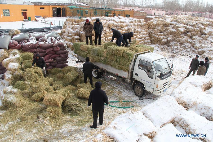 The local government provides free transportation of forage grass for livestock in Balbagay Township of Altay, northwest China's Xinjiang Uygur Autonomous Region, April 1, 2015. As the continuous snowfall threatened the survival of livestock, the local government has taken emergency measures such as transferring livestock and supplying feed. (Xinhua/Tang Xiaobo)