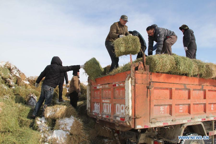 The local government provides free transportation of forage grass for livestock in Balbagay Township of Altay, northwest China's Xinjiang Uygur Autonomous Region, April 1, 2015. As the continuous snowfall threatened the survival of livestock, the local government has taken emergency measures such as transferring livestock and supplying feed. (Xinhua/Tang Xiaobo)