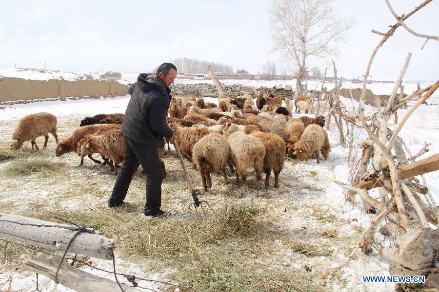 A herdsman feeds sheep in Altay, northwest China's Xinjiang Uygur Autonomous Region, April 1, 2015. As the continuous snowfall threatened the survival of livestock, the local government has taken emergency measures such as transferring livestock and supplying feed. (Xinhua/Tang Xiaobo)