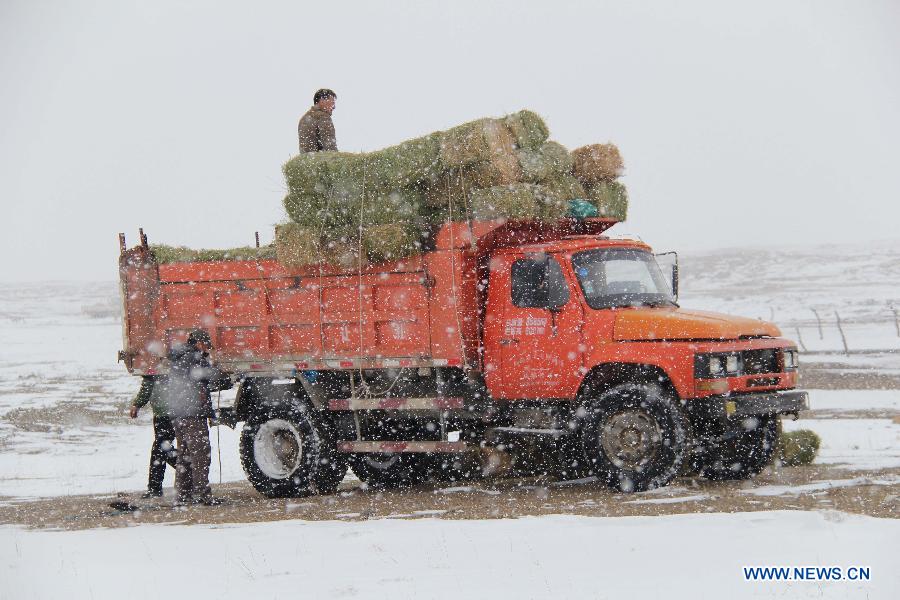 The local government provides free transportation of forage grass for livestock in Balbagay Township of Altay, northwest China's Xinjiang Uygur Autonomous Region, April 1, 2015. As the continuous snowfall threatened the survival of livestock, the local government has taken emergency measures such as transferring livestock and supplying feed. (Xinhua/Tang Xiaobo)