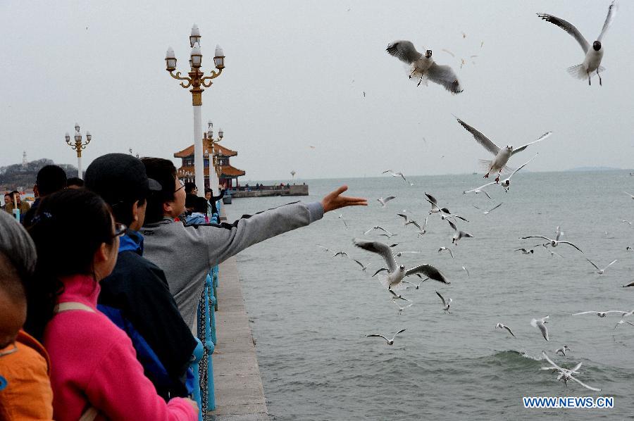 Residents and tourists play with sea gulls in Qingdao City, east China's Shandong Province, April 6, 2015. Sea gulls here attracted visitors during the Qingming Festival holiday. (Xinhua/Feng Jie)