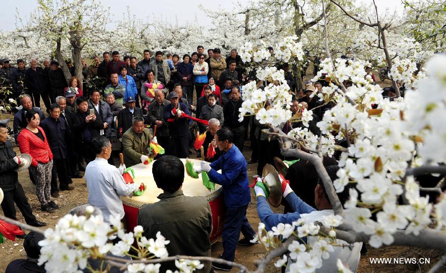 Residents beat a drum to welcome tourists to enjoy pear flowers at Yinzhuang Village in Wanli Town of Suning County, north China's Hebei Province, April 9, 2015. (Xinhua/Wang Xiao) 