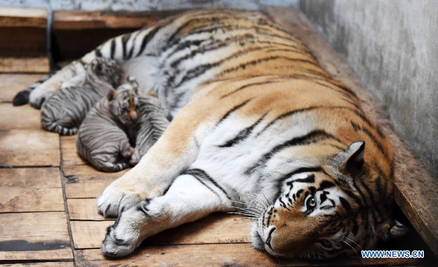 Siberian tiger cubs suck the breast of their mother at the Siberian Tiger Park in northeast China's Heilongjiang Province, May 6, 2015. A total of 20 Siberian tiger cubs, one of the world's most endangered animals, were born in 2015 at the tiger park. China established the Siberian Tiger Park in 1986 with only eight Siberian tigers. Currently, there are more than 1,000 Siberian tigers at the park, all of which have undergone DNA tests to prevent 'intermarriage' among them. (Xinhua/Wang Jianwei)