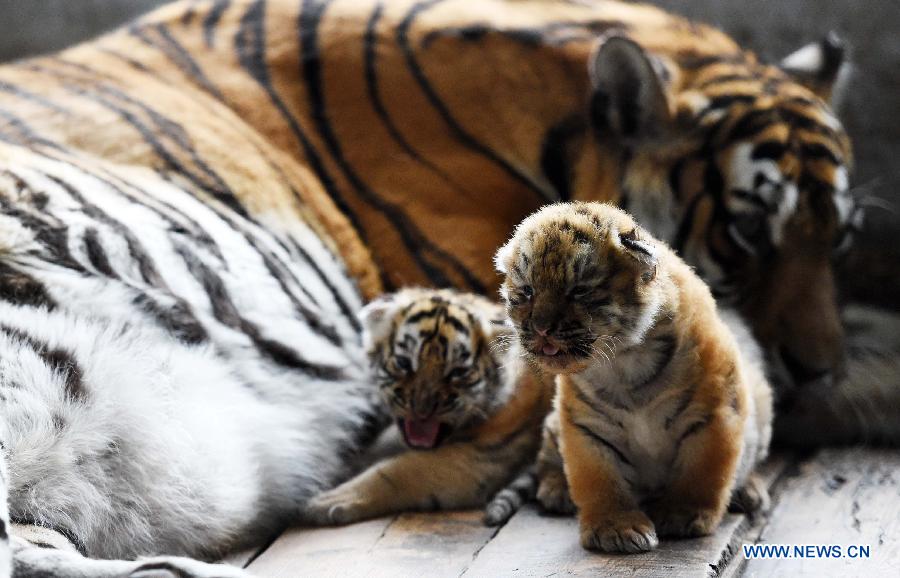 Siberian tiger cubs stay beside their mother at the Siberian Tiger Park in northeast China's Heilongjiang Province, May 6, 2015. A total of 20 Siberian tiger cubs, one of the world's most endangered animals, were born in 2015 at the tiger park. China established the Siberian Tiger Park in 1986 with only eight Siberian tigers. Currently, there are more than 1,000 Siberian tigers at the park, all of which have undergone DNA tests to prevent 'intermarriage' among them. (Xinhua/Wang Jianwei)