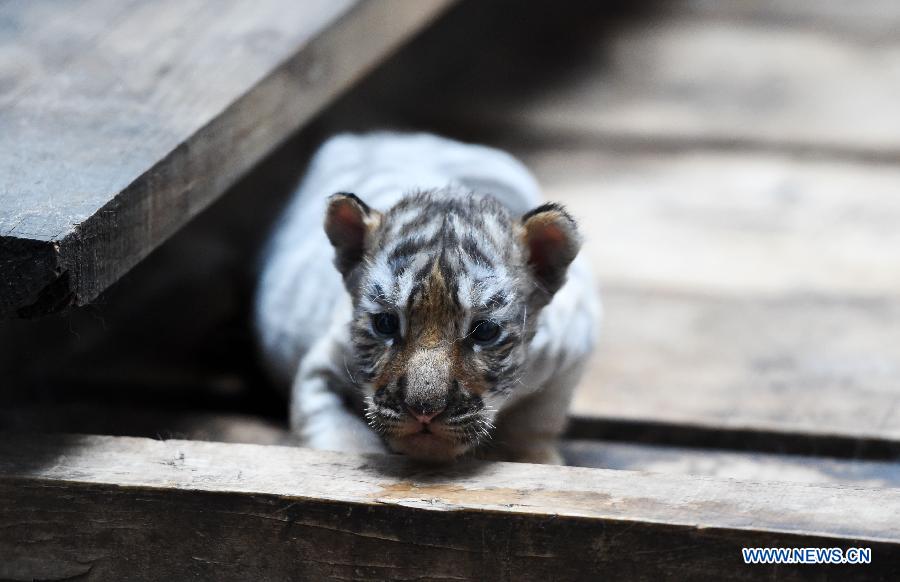 A Siberian tiger cub is seen at the Siberian Tiger Park in northeast China's Heilongjiang Province, May 6, 2015. A total of 20 Siberian tiger cubs, one of the world's most endangered animals, were born in 2015 at the tiger park. China established the Siberian Tiger Park in 1986 with only eight Siberian tigers. Currently, there are more than 1,000 Siberian tigers at the park, all of which have undergone DNA tests to prevent 'intermarriage' among them. (Xinhua/Wang Jianwei)