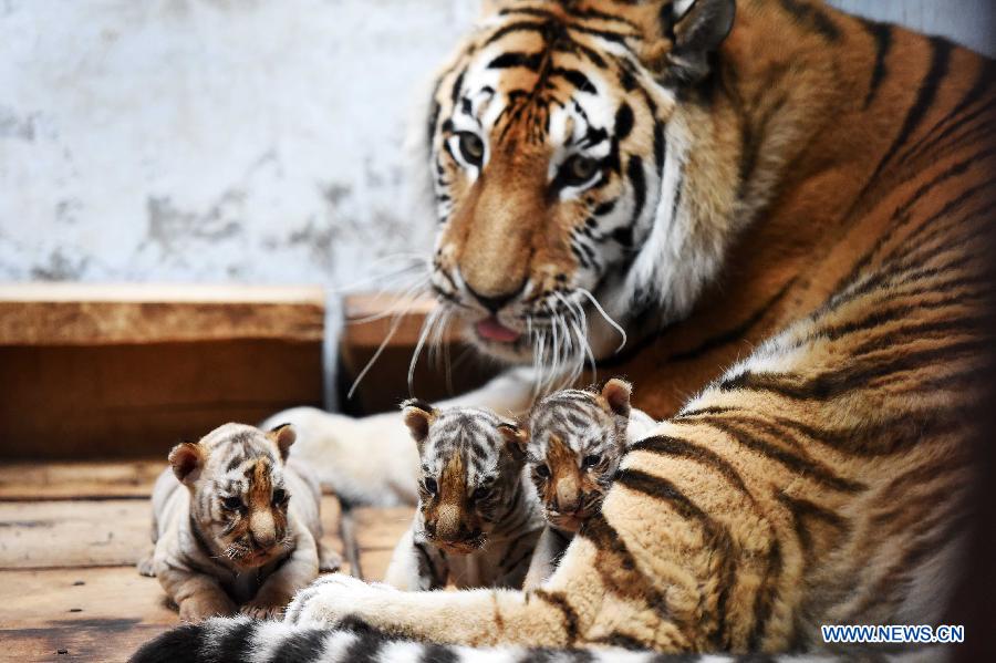 Siberian tiger cubs stay beside their mother at the Siberian Tiger Park in northeast China's Heilongjiang Province, May 6, 2015. A total of 20 Siberian tiger cubs, one of the world's most endangered animals, were born in 2015 at the tiger park. China established the Siberian Tiger Park in 1986 with only eight Siberian tigers. Currently, there are more than 1,000 Siberian tigers at the park, all of which have undergone DNA tests to prevent 'intermarriage' among them. (Xinhua/Wang Jianwei)