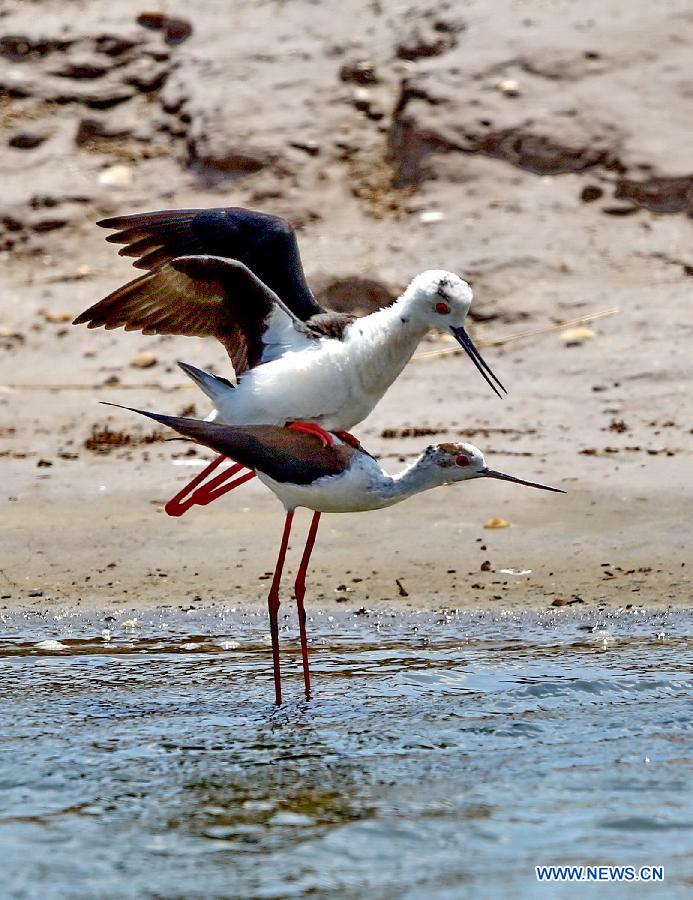 Black-winged stilts are seen at the Qilihai wetland in Qinhuangdao, a port city in north China's Hebei Province, May 18, 2015. Migrant birds have flied to Qinhuangdao for inhabitation and reproduction. (Xinhua/Yang Shiyao)