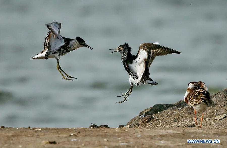 Ruffs are seen at the Qilihai wetland in Qinhuangdao, a port city in north China's Hebei Province, May 18, 2015. Migrant birds have flied to Qinhuangdao for inhabitation and reproduction. (Xinhua/Yang Shiyao)