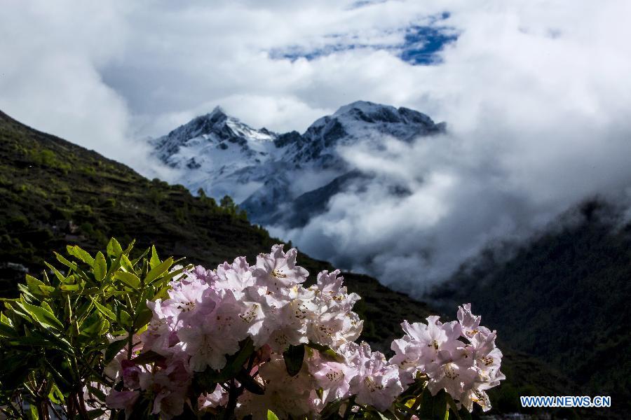 CHINA-SICHUAN-SCIENTIFIC INVESTIGATION FOR AZALEA(CN)