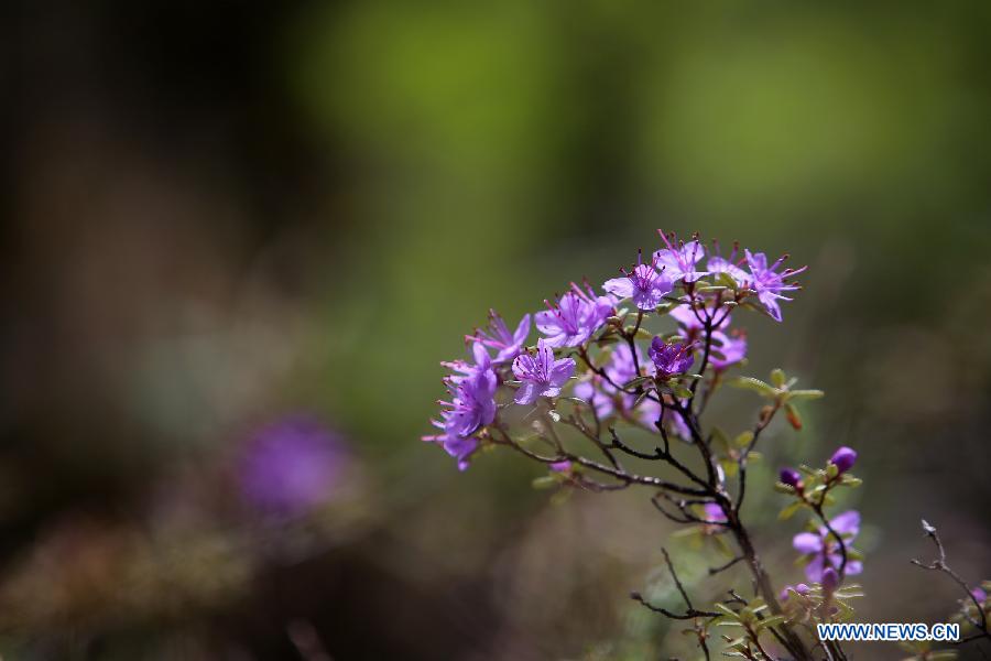 CHINA-SICHUAN-SCIENTIFIC INVESTIGATION FOR AZALEA(CN)