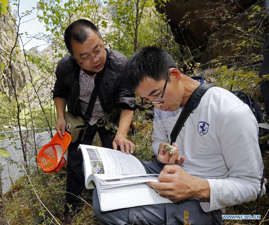 CHINA-SICHUAN-SCIENTIFIC INVESTIGATION FOR AZALEA(CN)