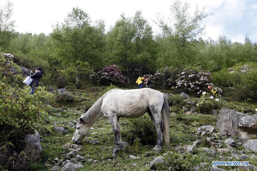 CHINA-SICHUAN-SCIENTIFIC INVESTIGATION FOR AZALEA(CN)