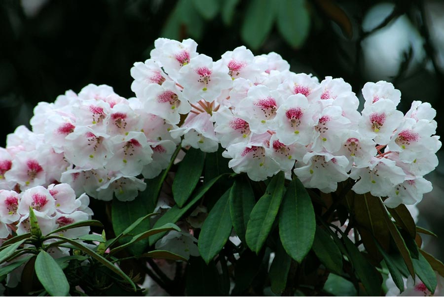 Colorful azaleas decorate Jinfo Mountain, Chongqing