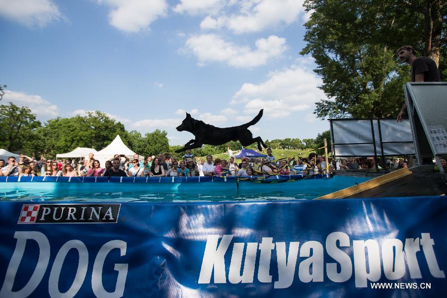 HUNGARY-BUDAPEST-DOG DIVING-COMPETITION