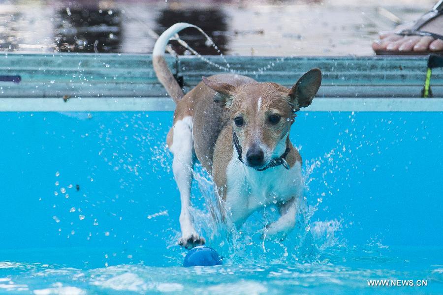 HUNGARY-BUDAPEST-DOG DIVING-COMPETITION