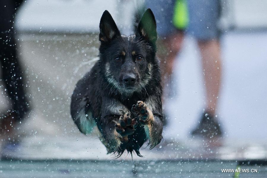 HUNGARY-BUDAPEST-DOG DIVING-COMPETITION