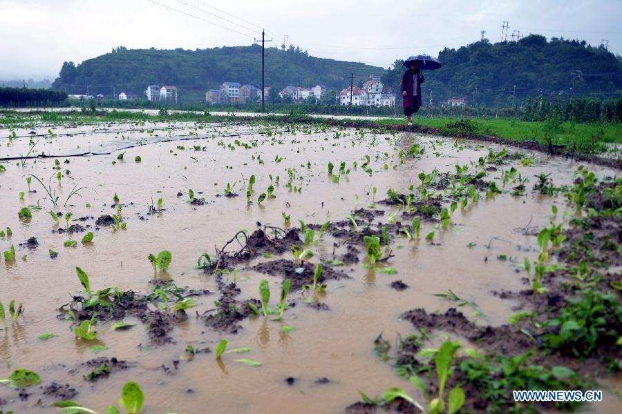 A villager checks crops in a flooded farmland in Tianba Village, Yuqing County, Zunyi City of southwest China's Guizhou Province, June 10, 2015. 