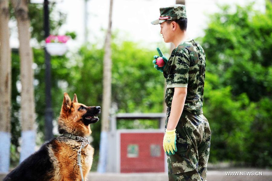 CHINA-HEILONGJIANG-HARBIN-POLICE DOG (CN)