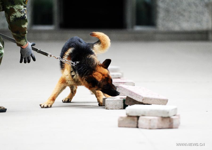 CHINA-HEILONGJIANG-HARBIN-POLICE DOG (CN)