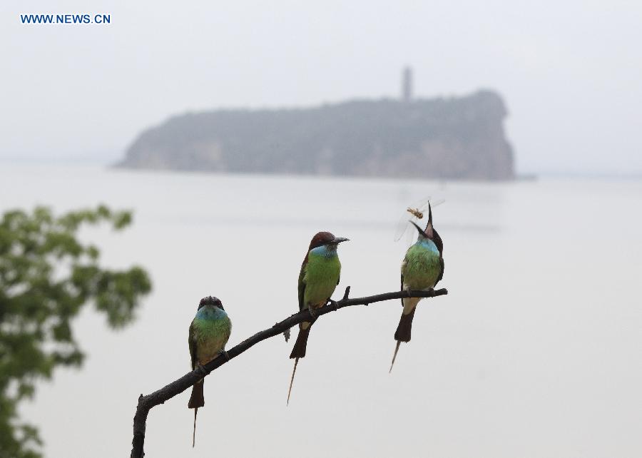 #CHINA-JIANGXI-POYANG LAKE-MEROPS VIRIDIS (CN)