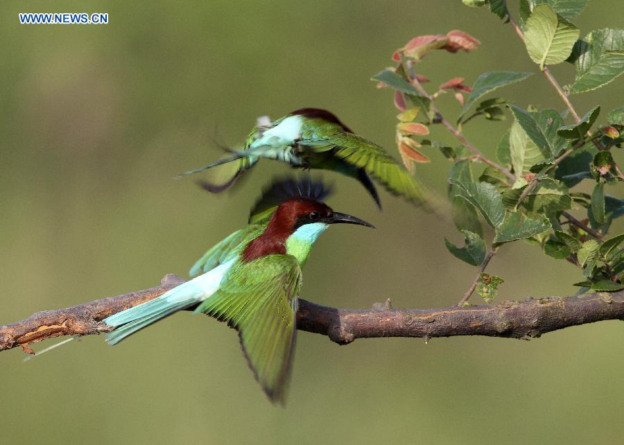 #CHINA-JIANGXI-POYANG LAKE-MEROPS VIRIDIS (CN)