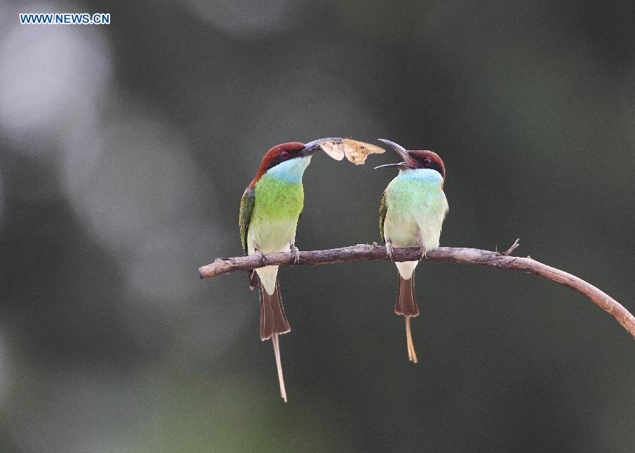 #CHINA-JIANGXI-POYANG LAKE-MEROPS VIRIDIS (CN)