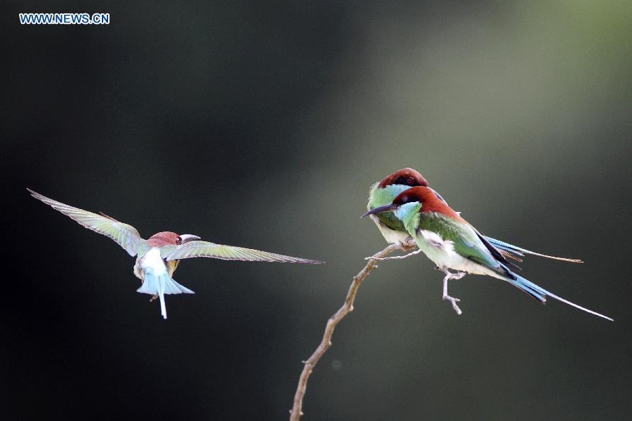 #CHINA-JIANGXI-POYANG LAKE-MEROPS VIRIDIS (CN)