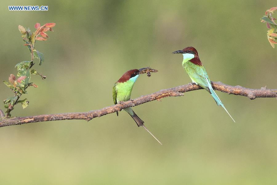 #CHINA-JIANGXI-POYANG LAKE-MEROPS VIRIDIS (CN)