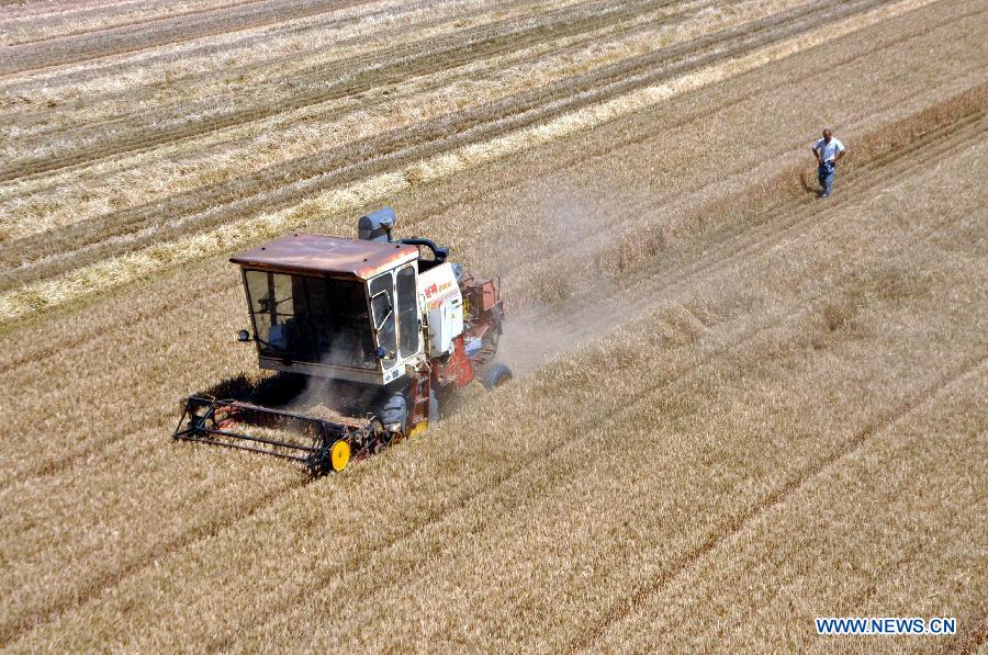 A combine harvester works at a wheat field in Chiping county, east China's Shandong Province, June 13, 2015. 