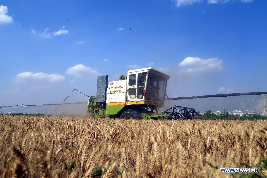 A combine harvester works at a wheat field in Chiping county, east China's Shandong Province, June 13, 2015. 