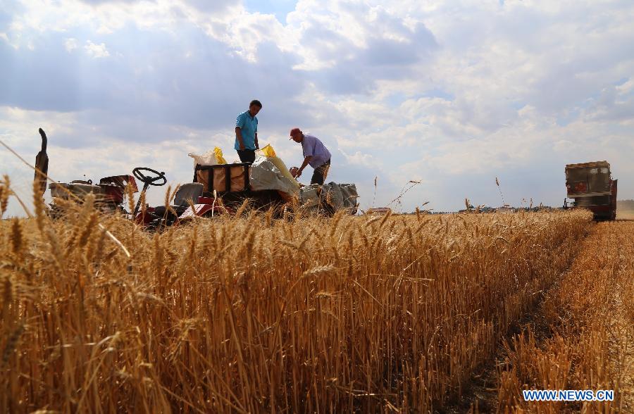 Farmers harvest wheat in Cangzhou, north China's Hebei Province, June 11, 2015. 