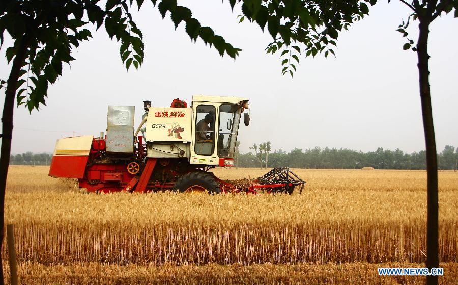 A combine harvester works at a wheat field in Zaozhuang, east China's Shandong Province, June 9, 2015.