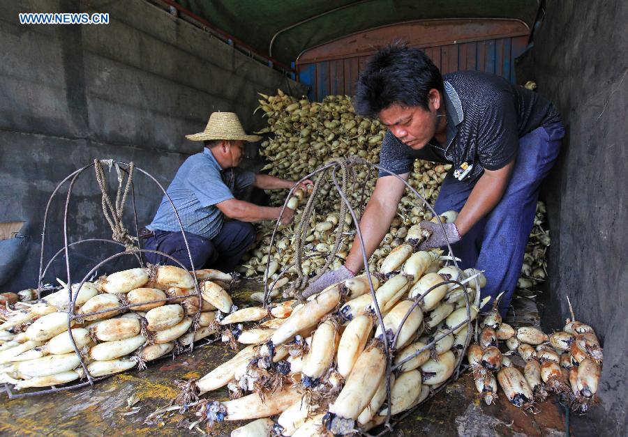 #CHINA-GUANGXI-LIUZHOU-LOTUS ROOTS-HARVEST (CN)