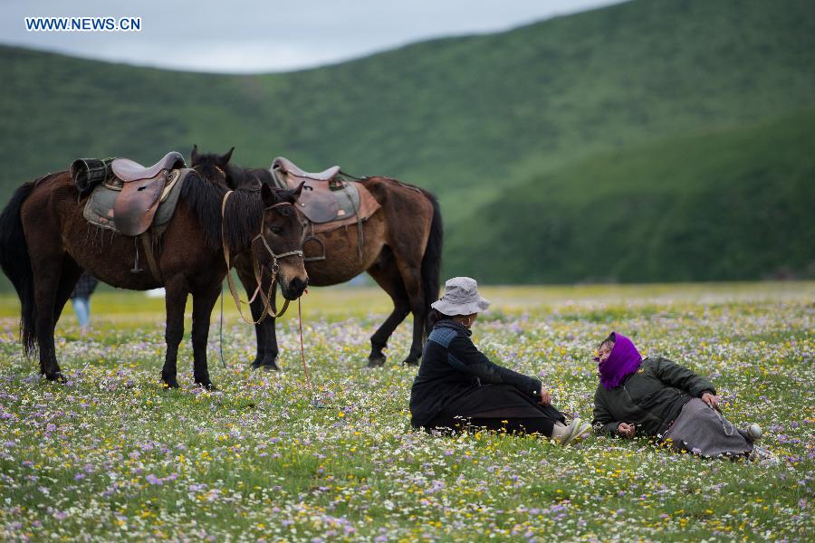 CHINA-SICHUAN-HIGH ALTITUDE-FLOWERS (CN)