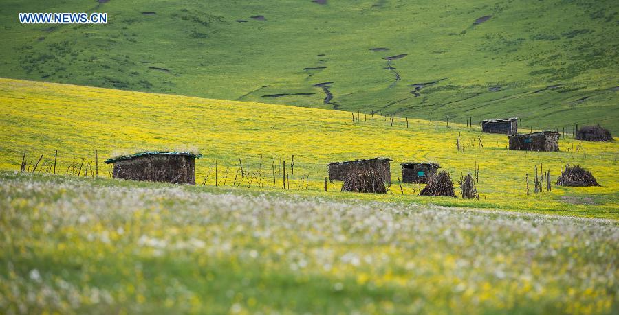 CHINA-SICHUAN-HIGH ALTITUDE-FLOWERS (CN)