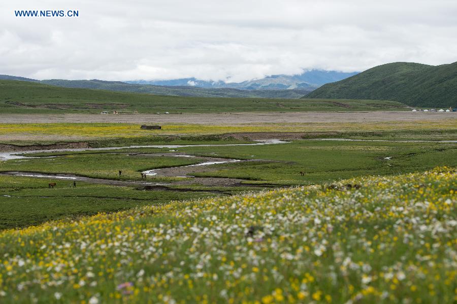 CHINA-SICHUAN-HIGH ALTITUDE-FLOWERS (CN)