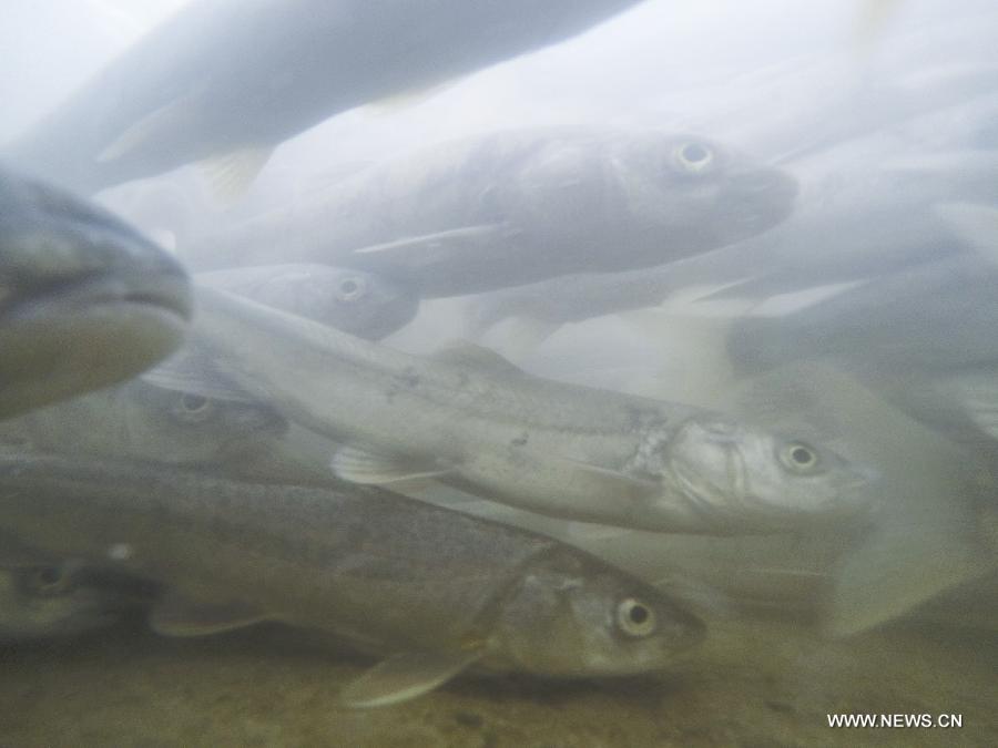 Adult migratory naked carps (Gymnocypris przewalskii), a kind of rare carps, are seen during the spawning season in the Shaliu river around Qinghai Lake, northwest China's Qinghai Province, June 23, 2015. 