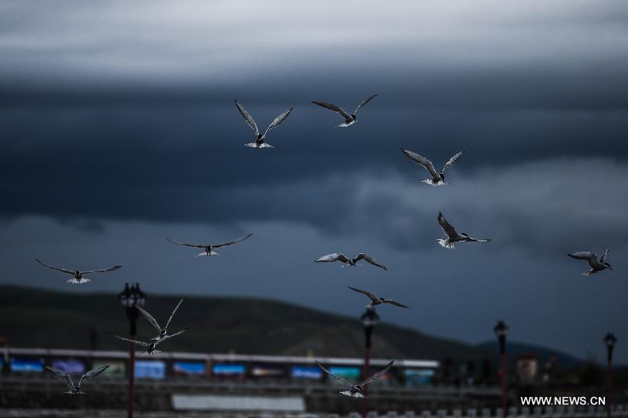 Water fowls hunting for naked carps fly over the Shaliu river around Qinghai Lake, northwest China's Qinghai Province, June 24, 2015. 