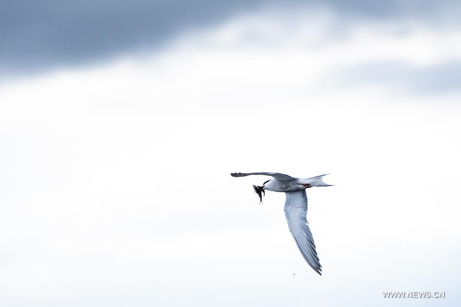 A water fowl catching a naked carp flies over the Shaliu river around Qinghai Lake, northwest China's Qinghai Province, June 24, 2015.