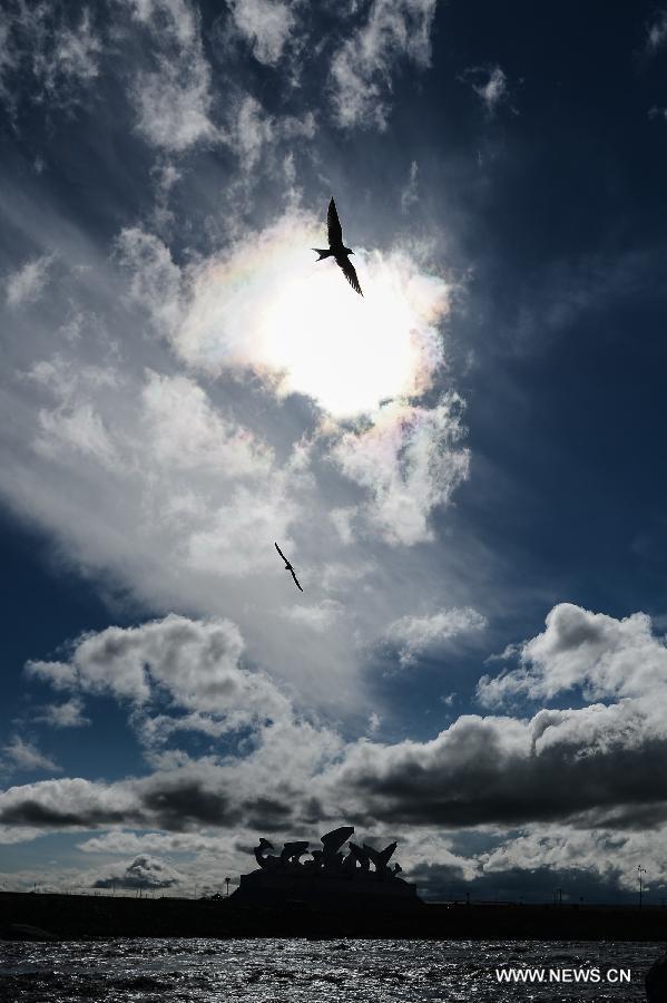 Water fowls hunting for naked carps fly over the Shaliu river around Qinghai Lake, northwest China's Qinghai Province, June 24, 2015.