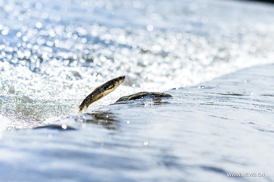 Adult migratory naked carps (Gymnocypris przewalskii), a kind of rare carps, are seen during the spawning season in the Shaliu river around Qinghai Lake, northwest China's Qinghai Province, June 23, 2015.